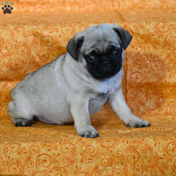 Snickers, Pug Puppy
